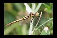 PhotoID: DrX063. Island Darter (Sympetrum striolatum nigrifemur) - female
