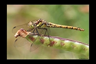 PhotoID: DrX064. Island Darter (Sympetrum striolatum nigrifemur) - female