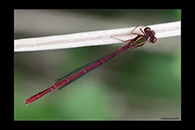 PhotoID: DaX014. Common Redcoat Damselfly (Xanthocnemis zealandica) - male