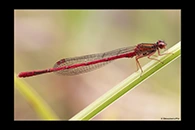 PhotoID: DaX015. Common Redcoat Damselfly (Xanthocnemis zealandica) - male