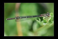 PhotoID: DaX016. Common Redcoat Damselfly (Xanthocnemis zealandica) - female