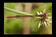 PhotoID: DaX017. Common Redcoat Damselfly (Xanthocnemis zealandica) - male