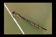 PhotoID: DaX018. Common Redcoat Damselfly (Xanthocnemis zealandica) - female