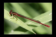 PhotoID: DaX019. Common Redcoat Damselfly (Xanthocnemis zealandica) - male