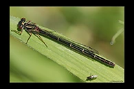 PhotoID: DaX020. Common Redcoat Damselfly (Xanthocnemis zealandica) - female