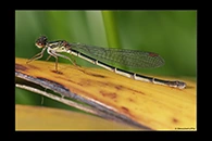 PhotoID: DaX021. Common Redcoat Damselfly (Xanthocnemis zealandica) - female