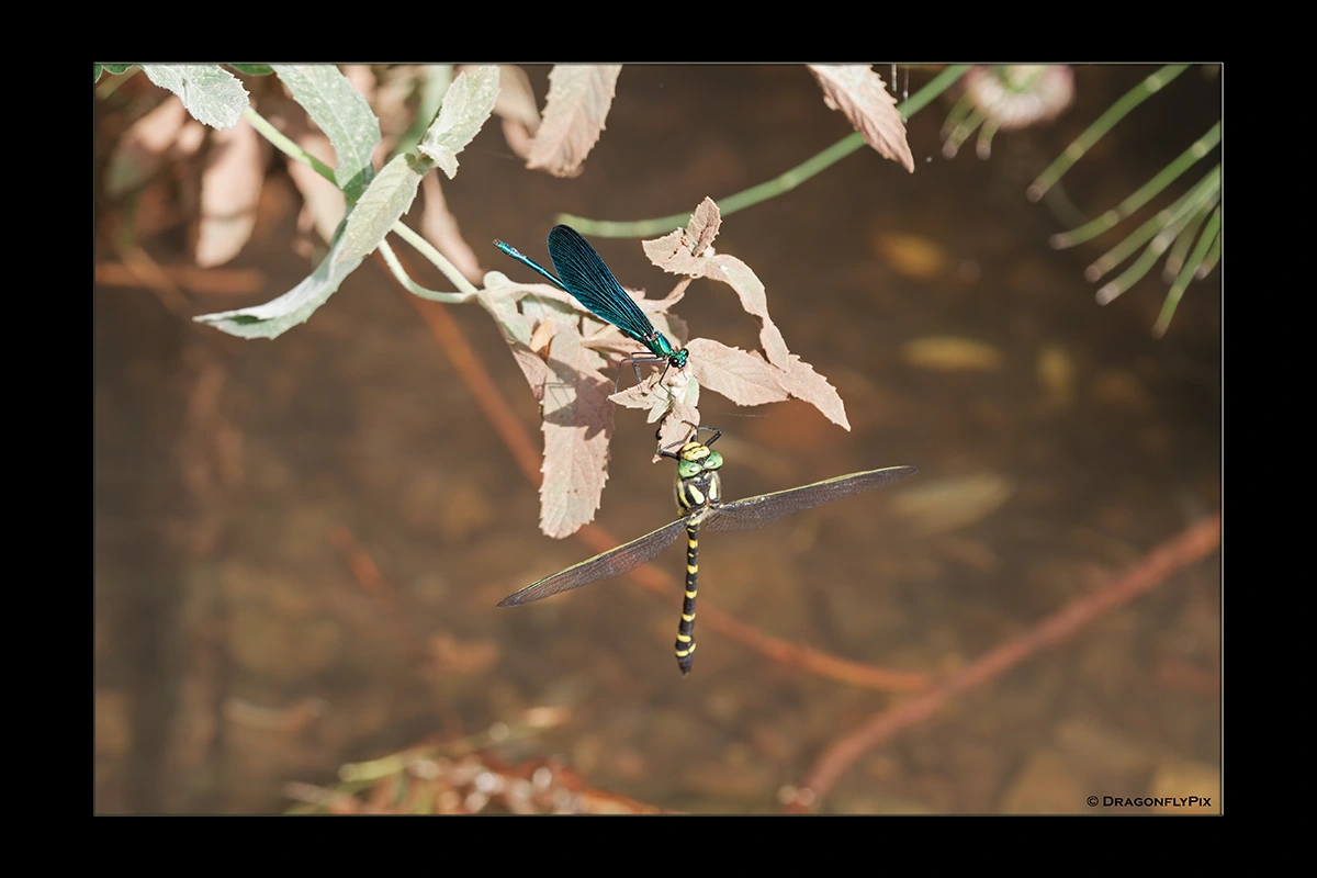 Balkan Goldenring (Cordulegaster heros) and Beautiful Demoiselle (Calopteryx virgo), side by side