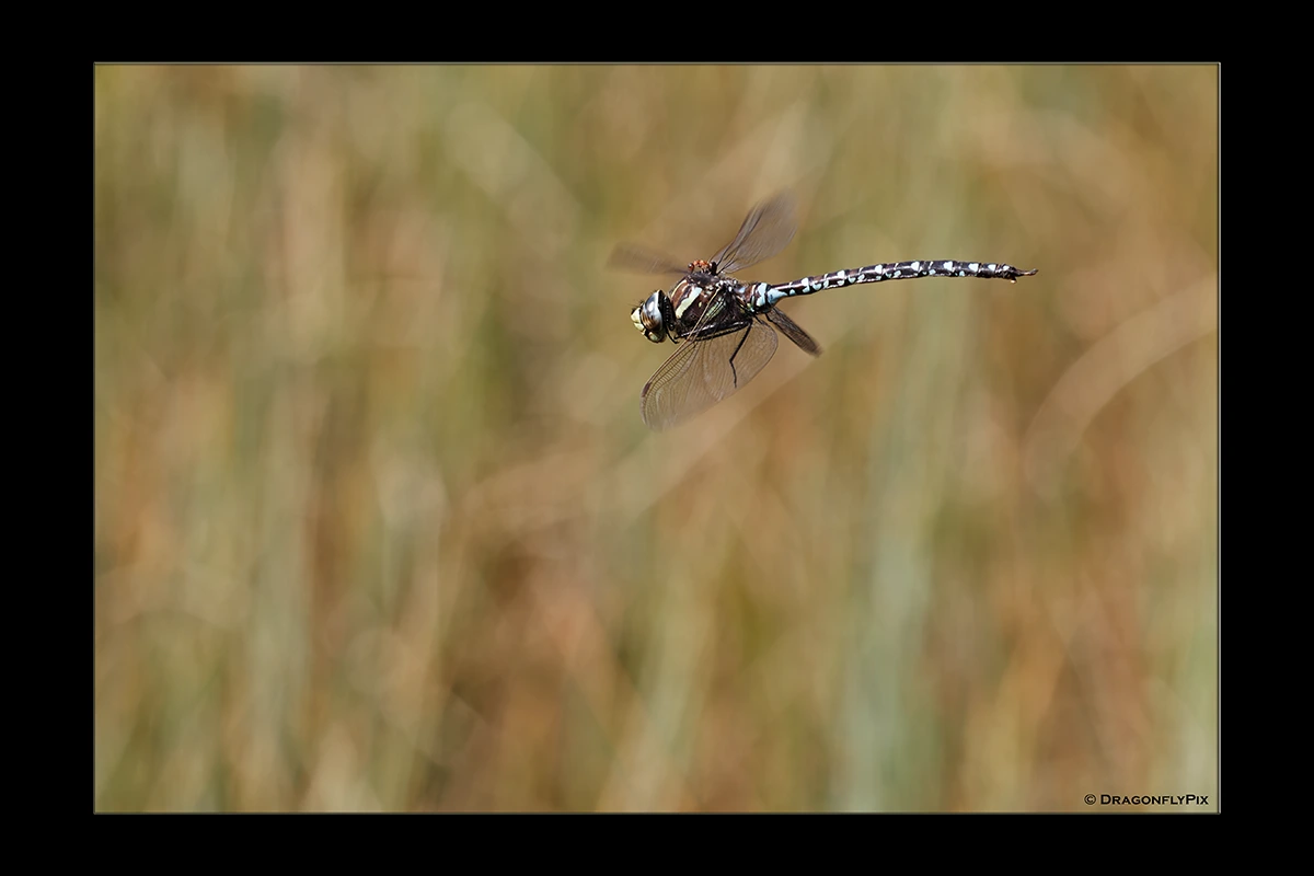 Moorland Hawker (Aeshna juncea), male, with an ant on his back