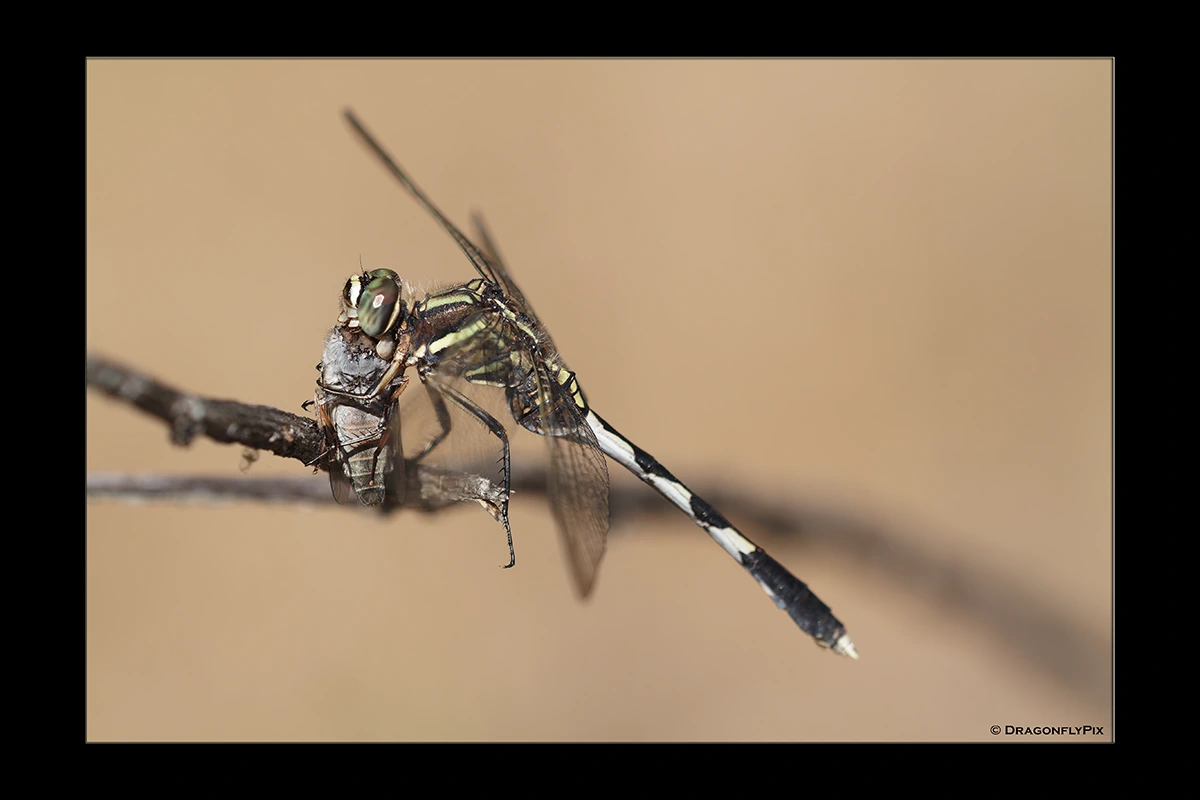 Slender Skimmer (Orthetrum sabina), female, eating Slender Skimmer (Orthetrum sabina), female, eating