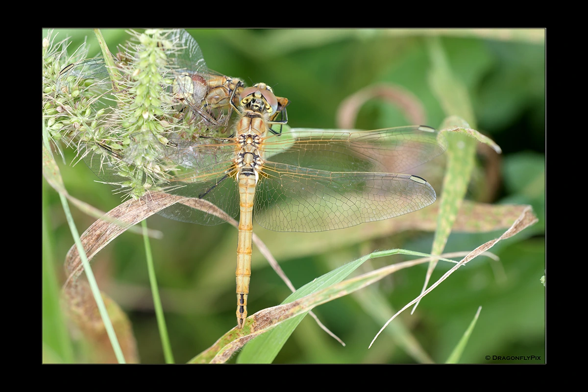 Red-Veined Darter (Sympetrum fonscolombii), immature male, caught on grass head