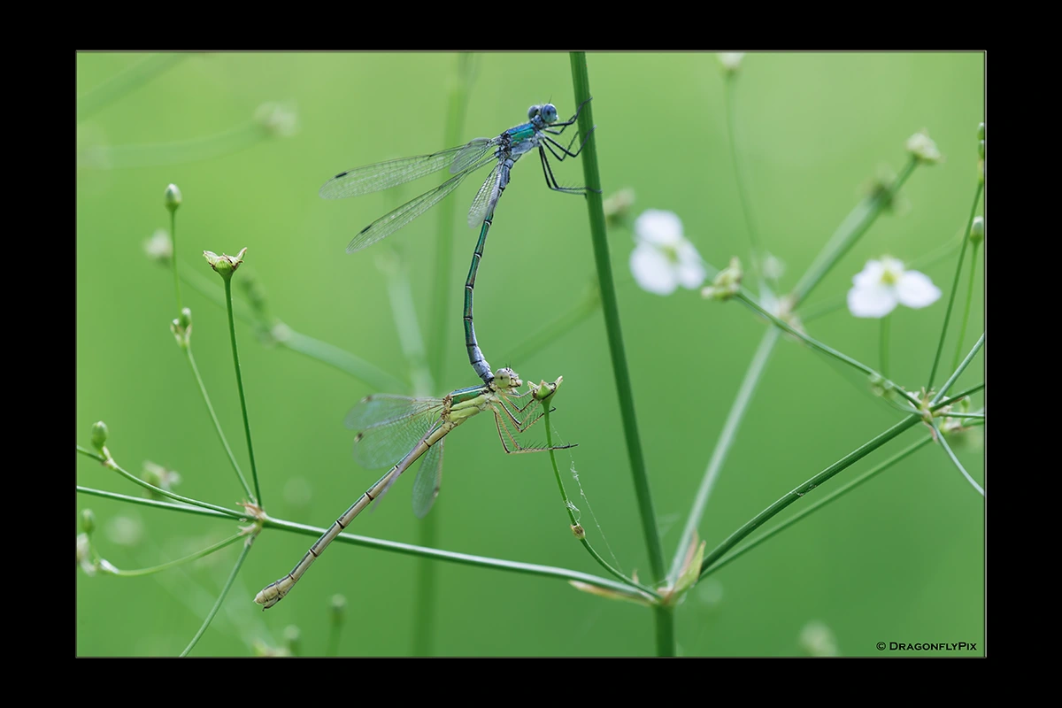 Robust Spreadwing (Lestes dryas), male, in tandem with Migrant Spreadwing (Lestes barbarus), female