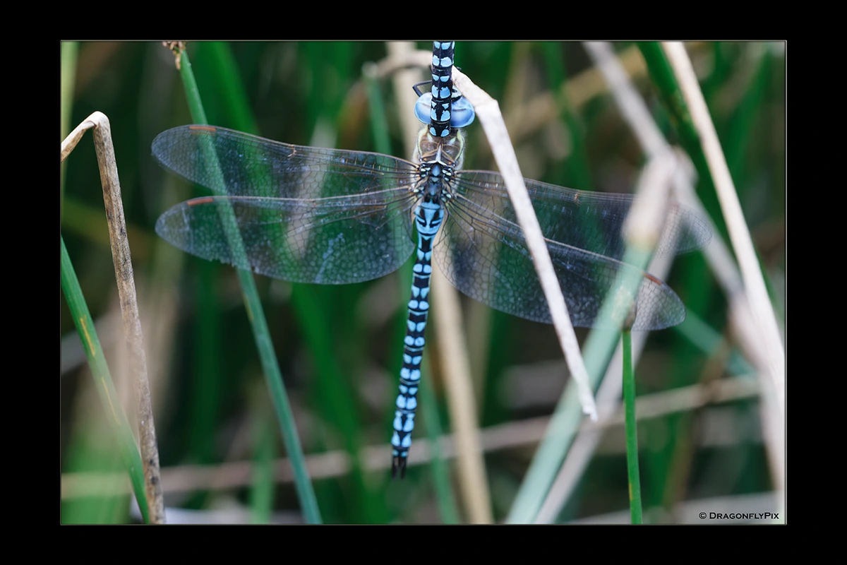 Blue-Eyed Hawker (Aeshna affinis), male, in tandem