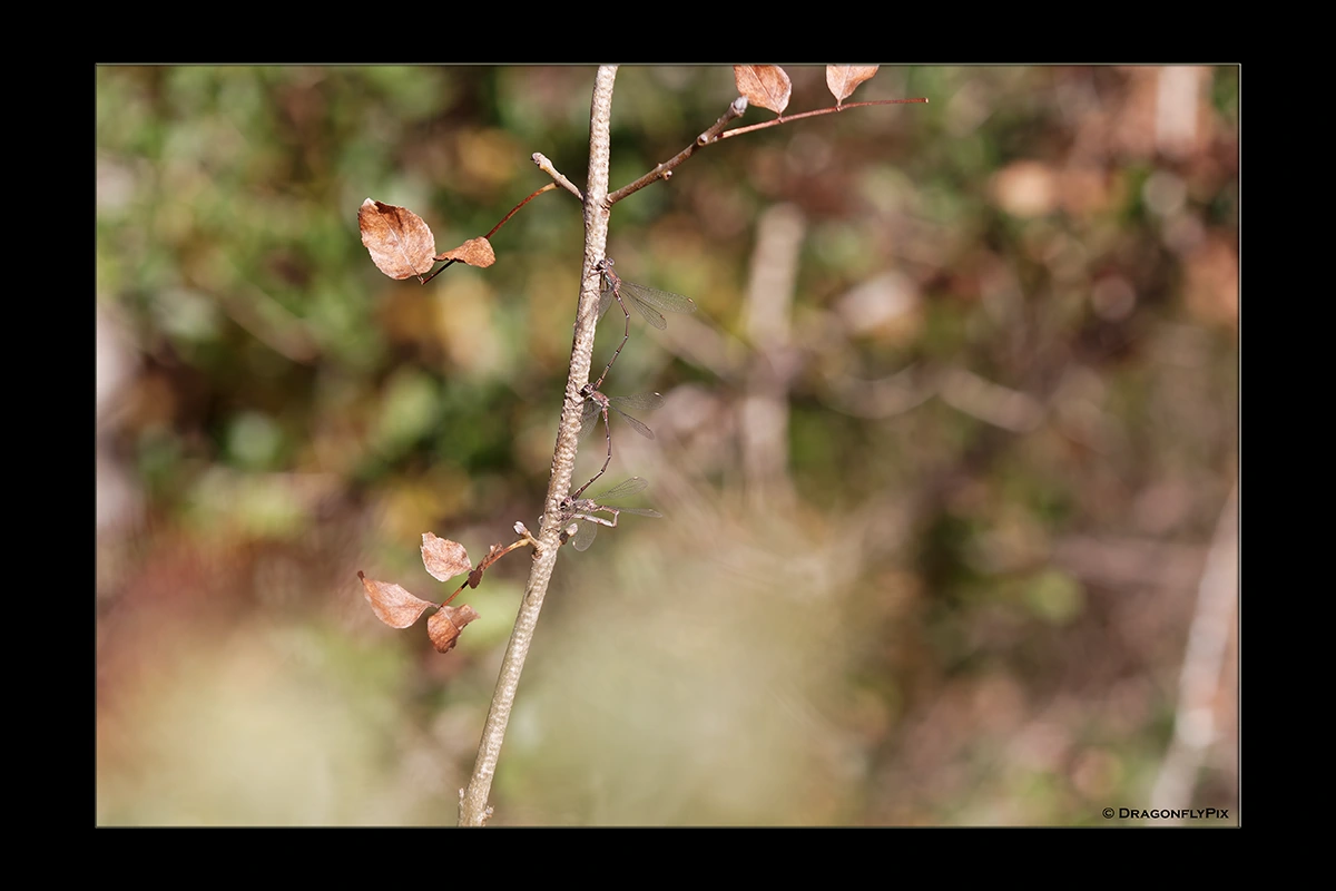 Western Willow Spreadwing (Chalcolestes viridis), triplet