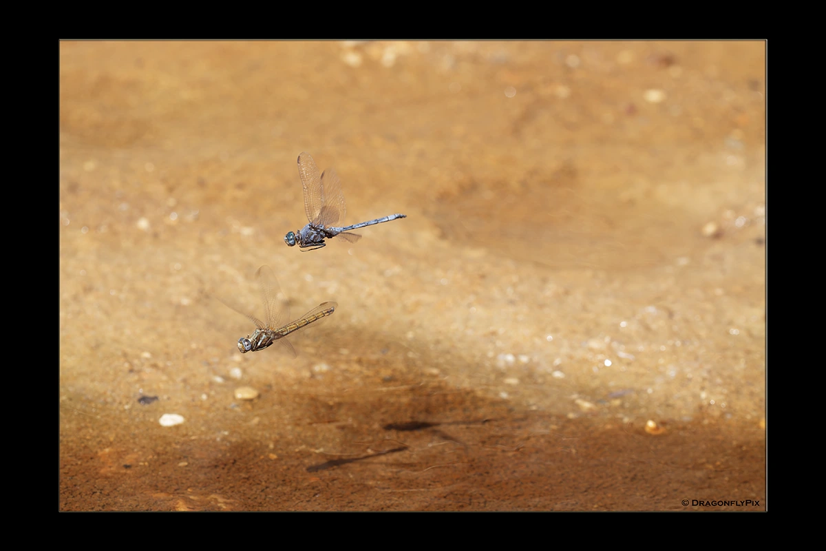 Epaulet Skimmer (Orthetrum chrysostigma), pair