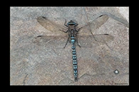 Aeshna caerulea, thumbnail 17 / 20
