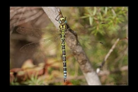 Aeshna cyanea, thumbnail 20 / 20