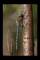 Aeshna serrata, thumbnail 18 / 20