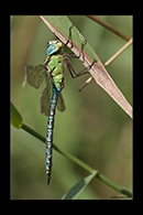 Aeshna viridis, thumbnail 7 / 20