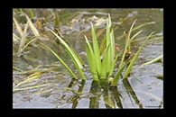 Aeshna viridis, thumbnail 11 / 20