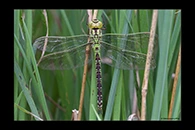 Aeshna viridis, thumbnail 14 / 20