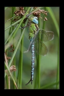 Aeshna viridis, thumbnail 18 / 20
