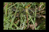Aeshna viridis, thumbnail 20 / 20