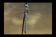 Anax imperator, thumbnail 1 / 20