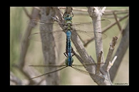 Anax imperator, thumbnail 2 / 20