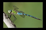 Anax imperator, thumbnail 3 / 20