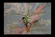 Anax imperator, thumbnail 4 / 20