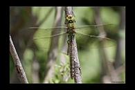 Anax imperator, thumbnail 5 / 20