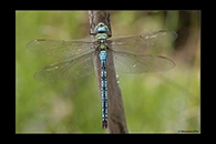 Anax imperator, thumbnail 9 / 20