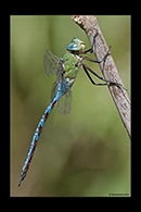Anax imperator, thumbnail 10 / 20