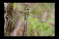 Anax imperator, thumbnail 12 / 20