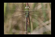 Anax imperator, thumbnail 16 / 20