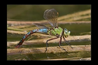 Anax imperator, thumbnail 19 / 20