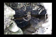 Boyeria cretensis, thumbnail 2 / 20