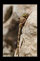 Boyeria cretensis, thumbnail 13 / 20