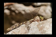 Boyeria cretensis, thumbnail 15 / 20