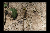 Boyeria cretensis, thumbnail 17 / 20
