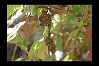Boyeria cretensis, thumbnail 19 / 20
