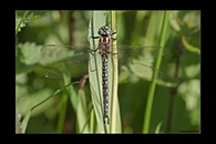 Brachytron pratense, thumbnail 10 / 20