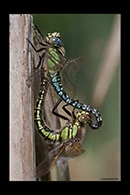 Brachytron pratense, thumbnail 19 / 20