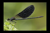 Calopteryx haemorrhoidalis, thumbnail 10 / 20