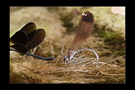 Calopteryx haemorrhoidalis, thumbnail 12 / 20
