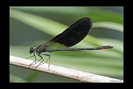 Calopteryx haemorrhoidalis, thumbnail 17 / 20