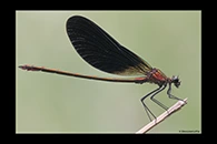 Calopteryx haemorrhoidalis, thumbnail 19 / 20