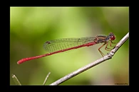 Ceriagrion georgifreyi, thumbnail 2 / 20