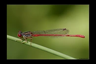 Ceriagrion tenellum, thumbnail 1 / 20