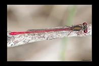 Ceriagrion tenellum, thumbnail 6 / 20